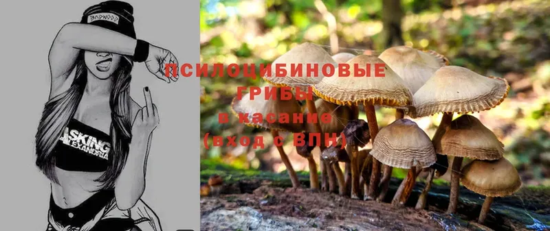 как найти наркотики  Вилюйск  Псилоцибиновые грибы Cubensis 